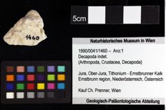 Foto (Objket + Etiketten) von Galatheoidea indet. 